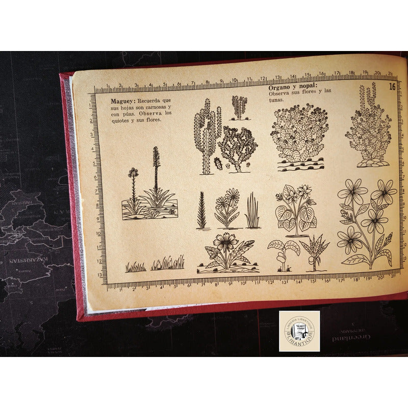 El Dibujo De Ornato Simbolos Patrios Ramon Campillo
