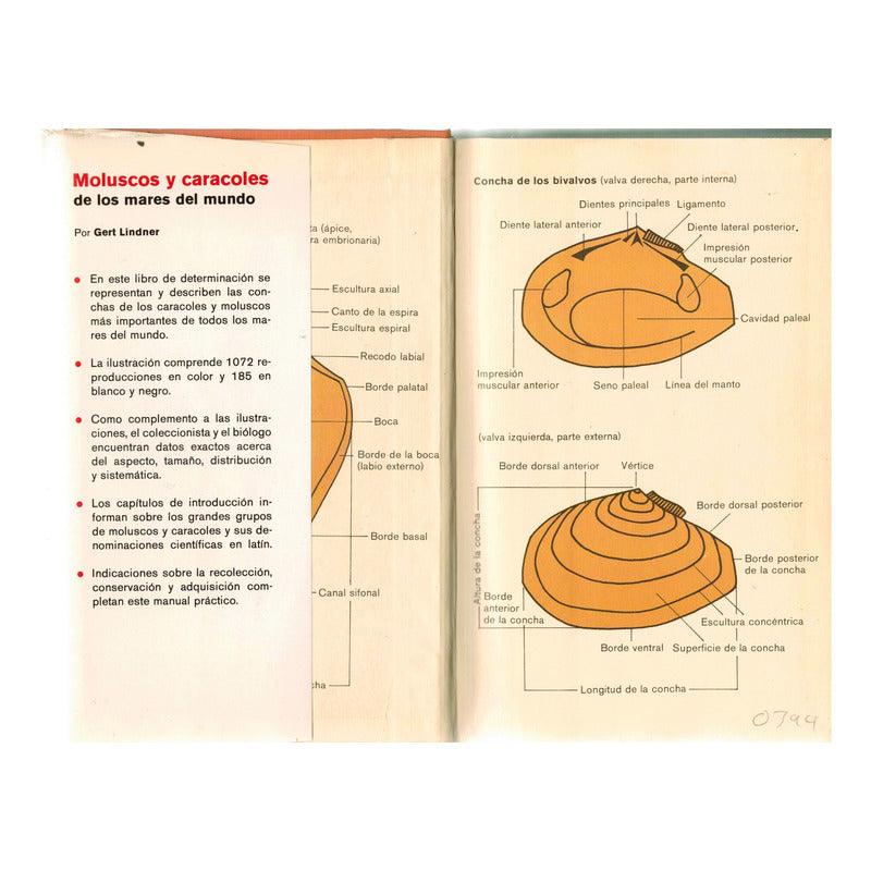 Moluscos, Caracoles En Mares Del Mundo. España 1977 -guias-