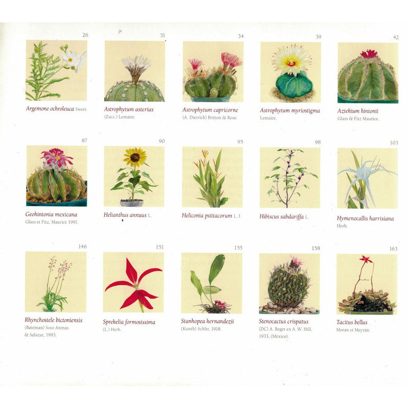Mexico, Aroma Y Color. [ Plantas Vasulares] 2006