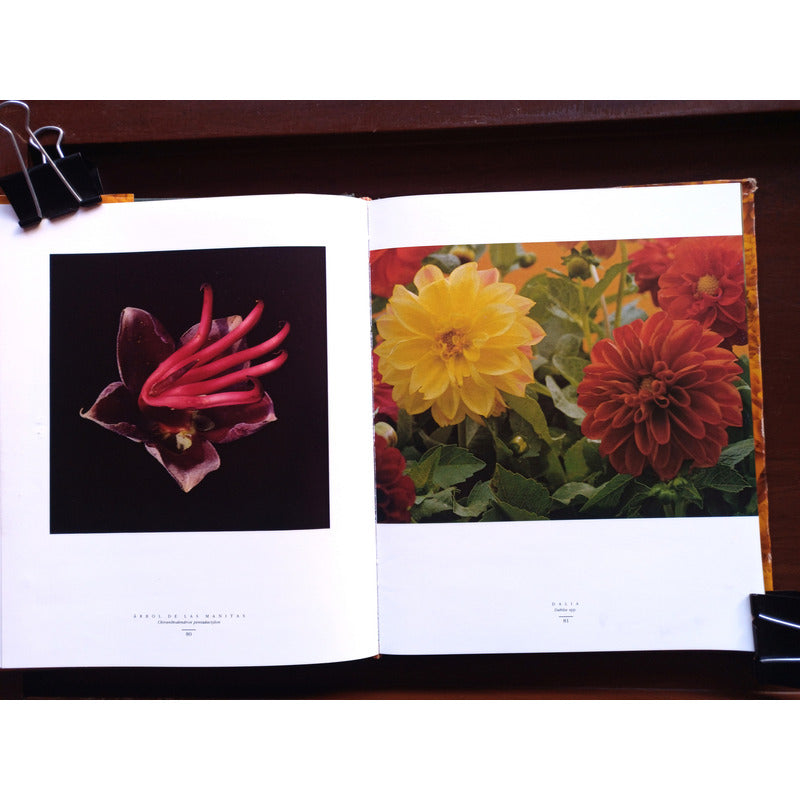 Flores En Mexico. Alfonso Valiente, Mexico 1992