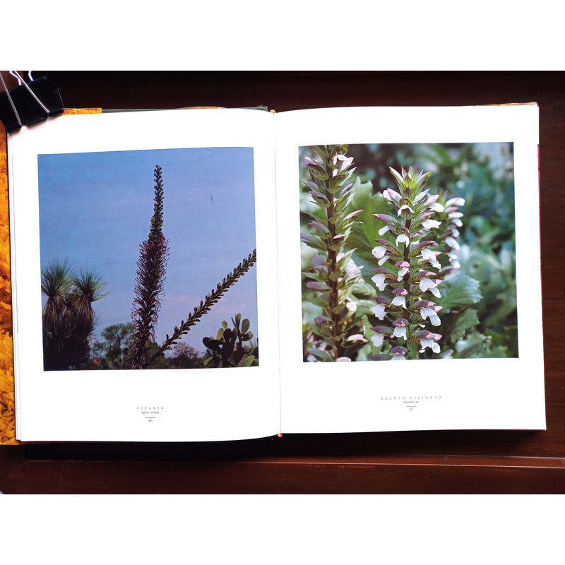 Flores En Mexico. Alfonso Valiente, Mexico 1992