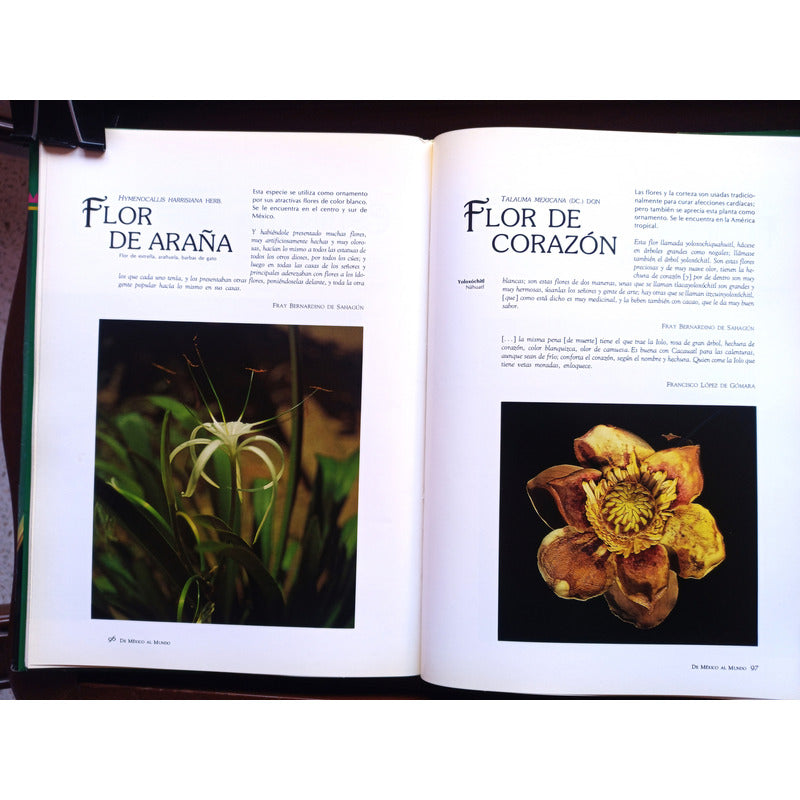 De Mexico Al Mundo: Plantas. Valles Septien, Mexico 1992