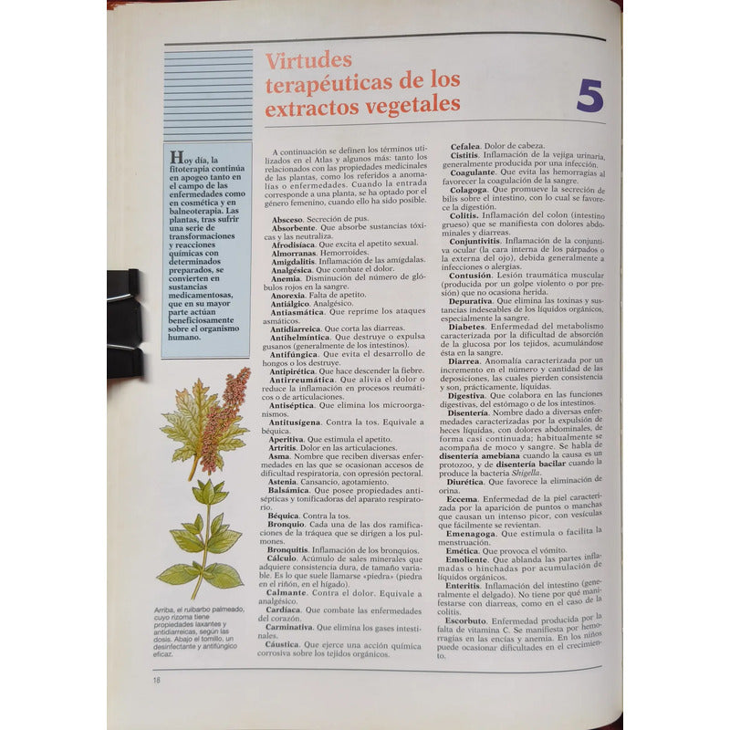 Atlas De Plantas Medicinales Y Curativas R Fores (ilustrado)