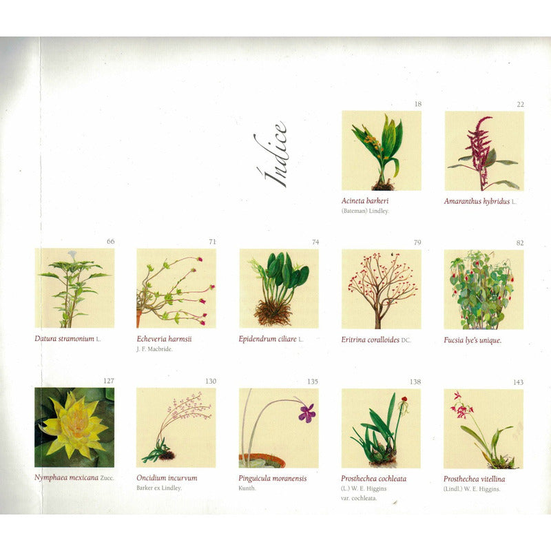 Mexico, Aroma Y Color. [ Plantas Vasulares] 2006