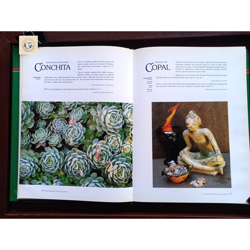 Mexico's Gift To The World Plants. Ana Jovane, Mexico 1994