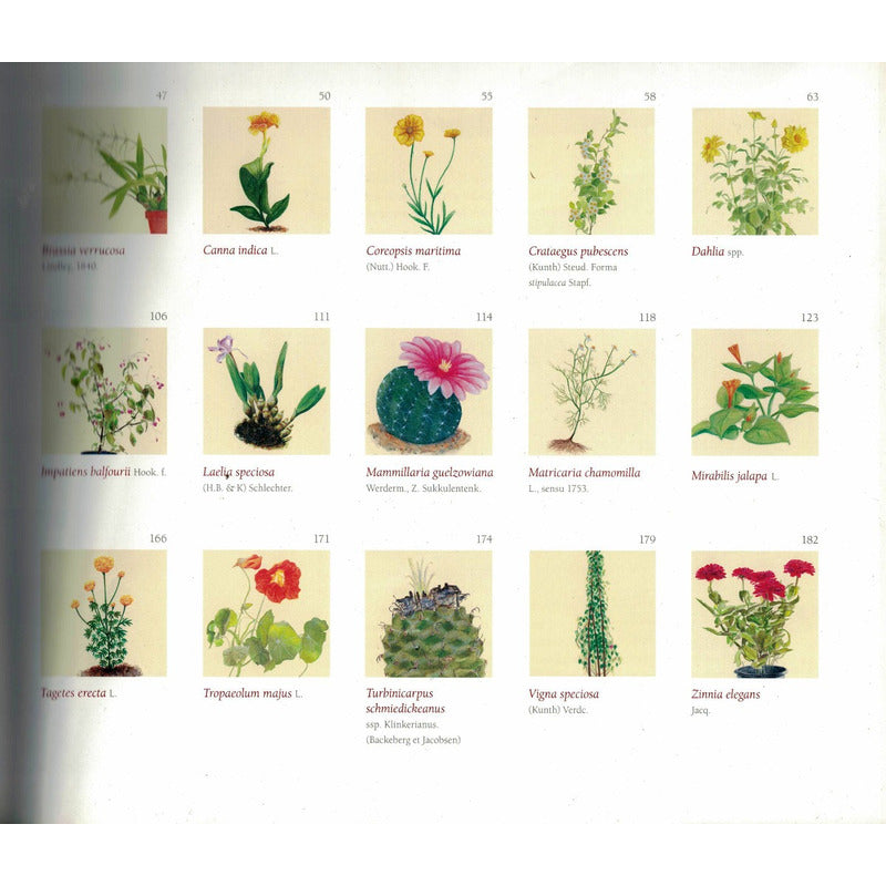 Mexico, Aroma Y Color. [ Plantas Vasulares] 2006