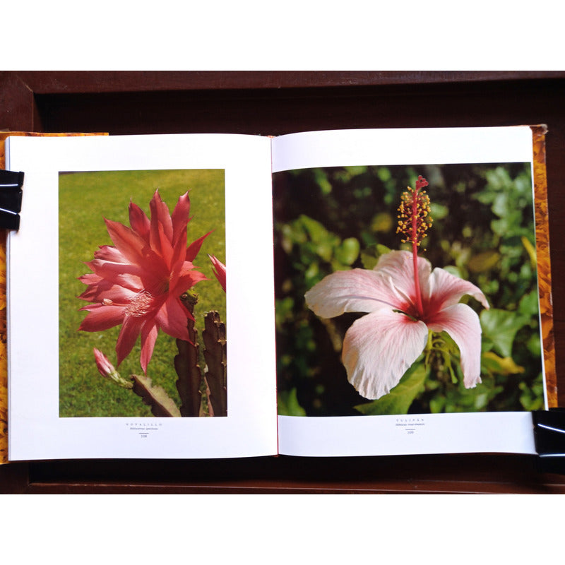 Flores En Mexico. Alfonso Valiente, Mexico 1992