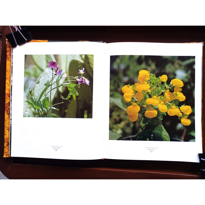 Flores En Mexico. Alfonso Valiente, Mexico 1992